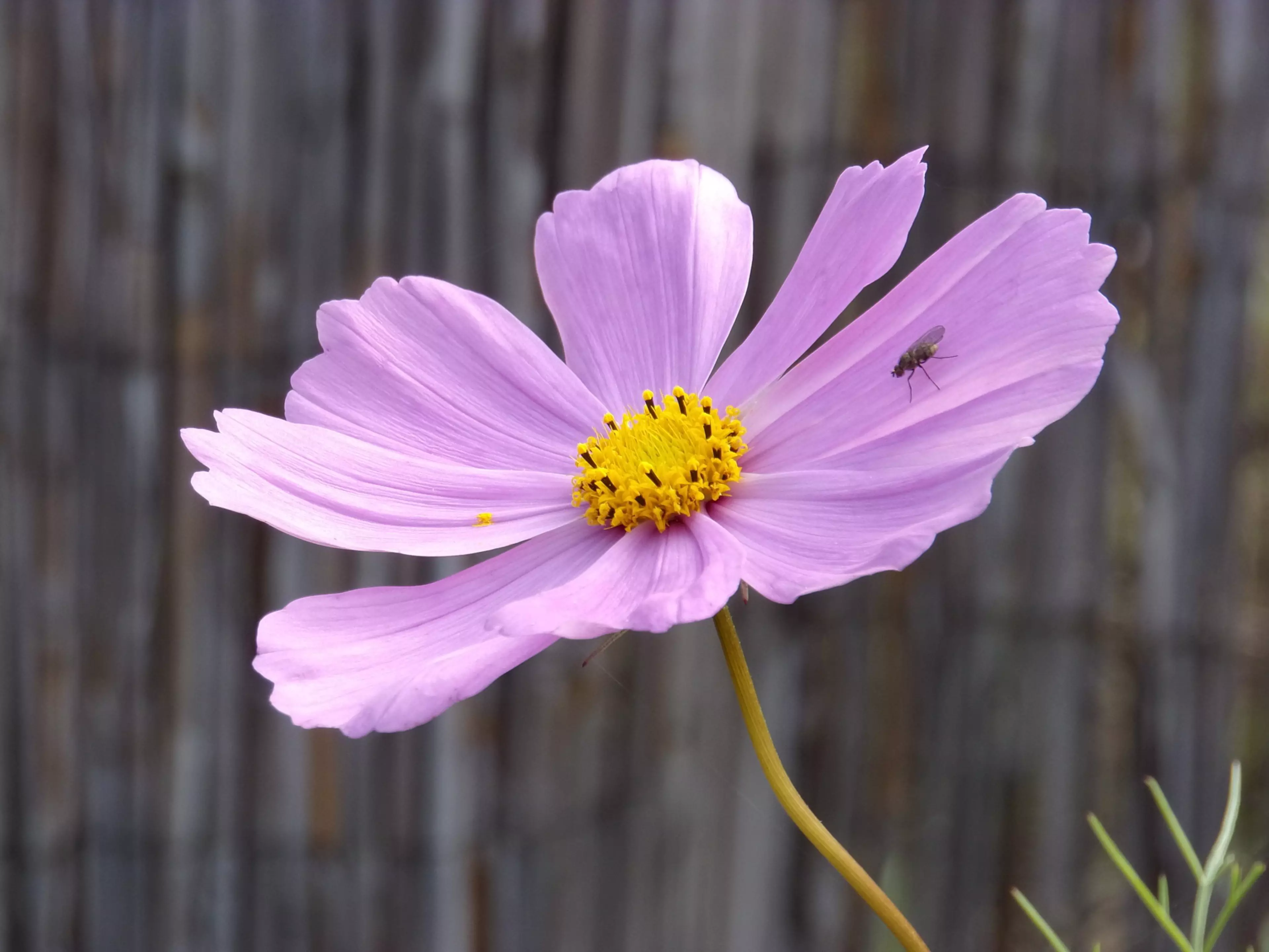 this is flower!
